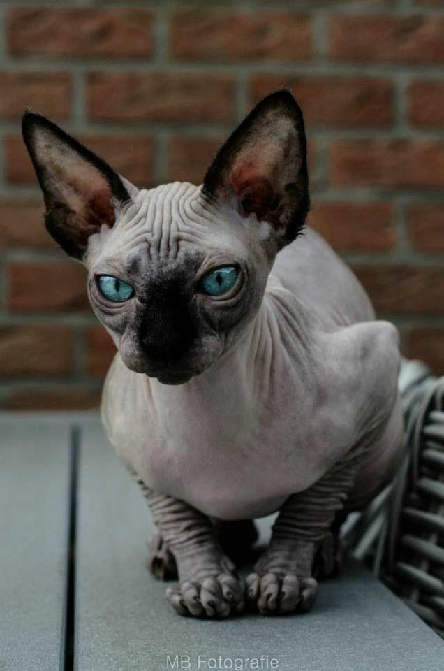 พร้อมขาย แมว สฟิงซ์ ตาสีฟ้า 2