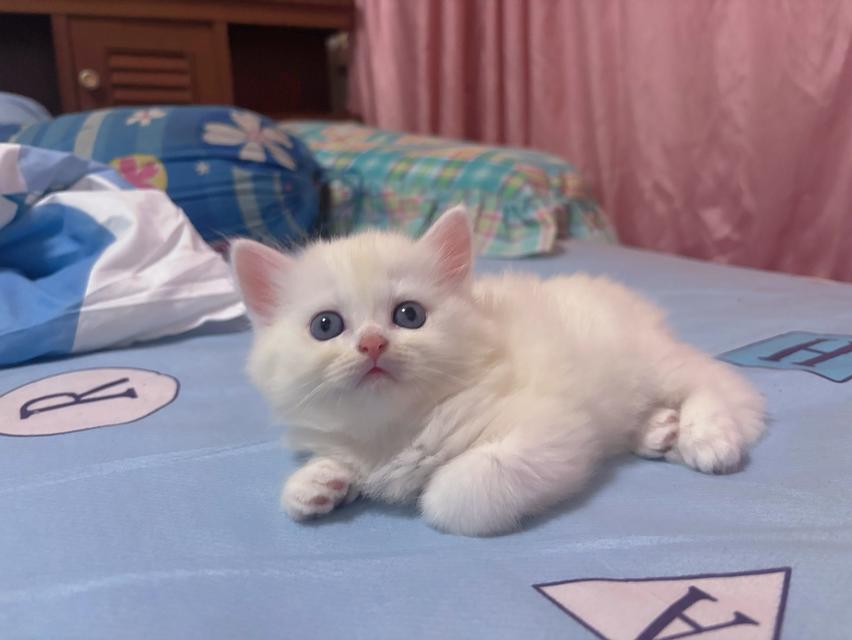 เปิดจองลูกแมวสก็อตติชแท้