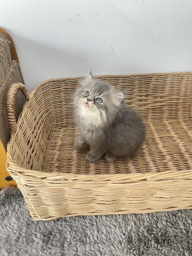 ลูกแมวเปอร์เซียแท้ ดช