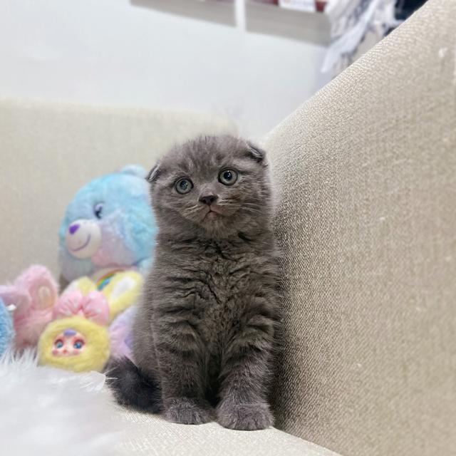สก๊อตติช 2