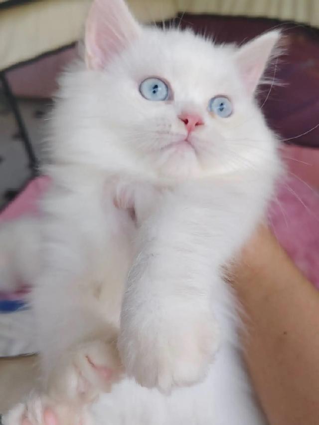 แมวเปอร์เซียแท้สีขาวล้วนตาฟ้า