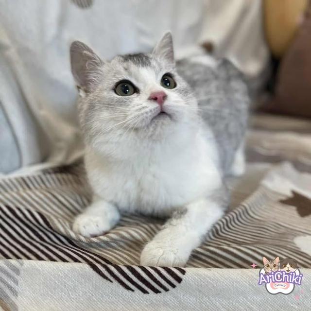 สาวสก็อตติชแท้