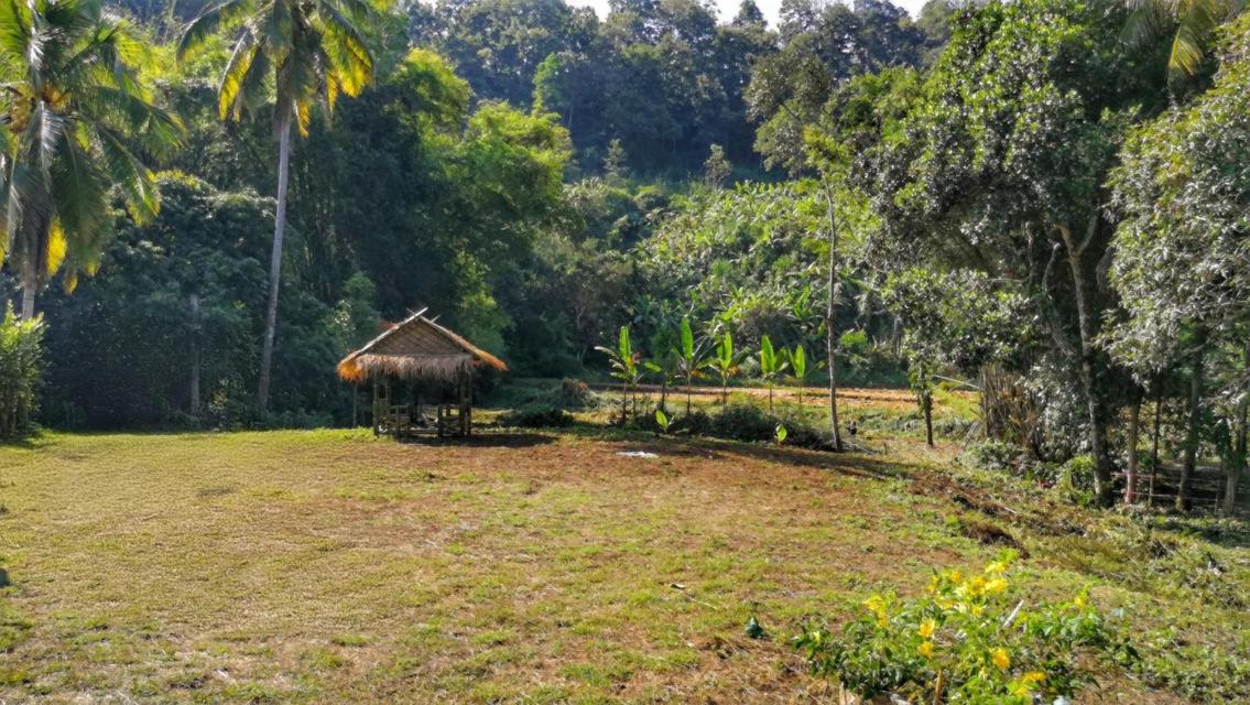 ที่ดินติดลำธารใกล้น้ำตก 1