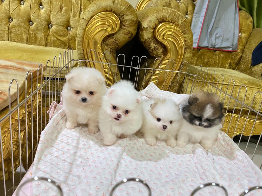 ลูกปอมเมอเรเนียนแท้ อายุ50วัน พร้อมเลี้ยง ราคากันเอง รูปที่ 4