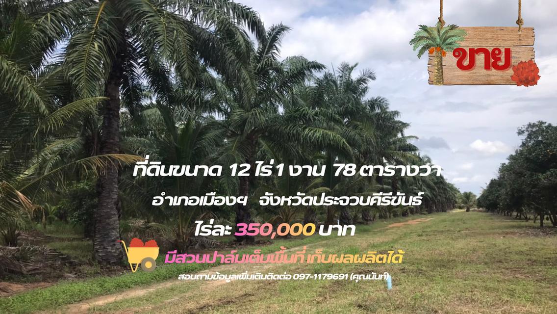 ที่ดินขนาด 12 ไร่ 1 งาน 78 ตารางวา พร้อมสวนปาล์ม จังหวัดประจวบคีรีขันธ์ 1