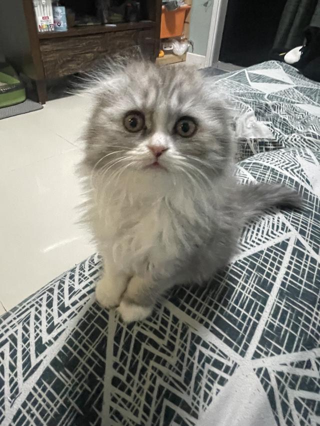 เปิดจองน้องใหม่(สก็อตติชโฟลด์ผสม)