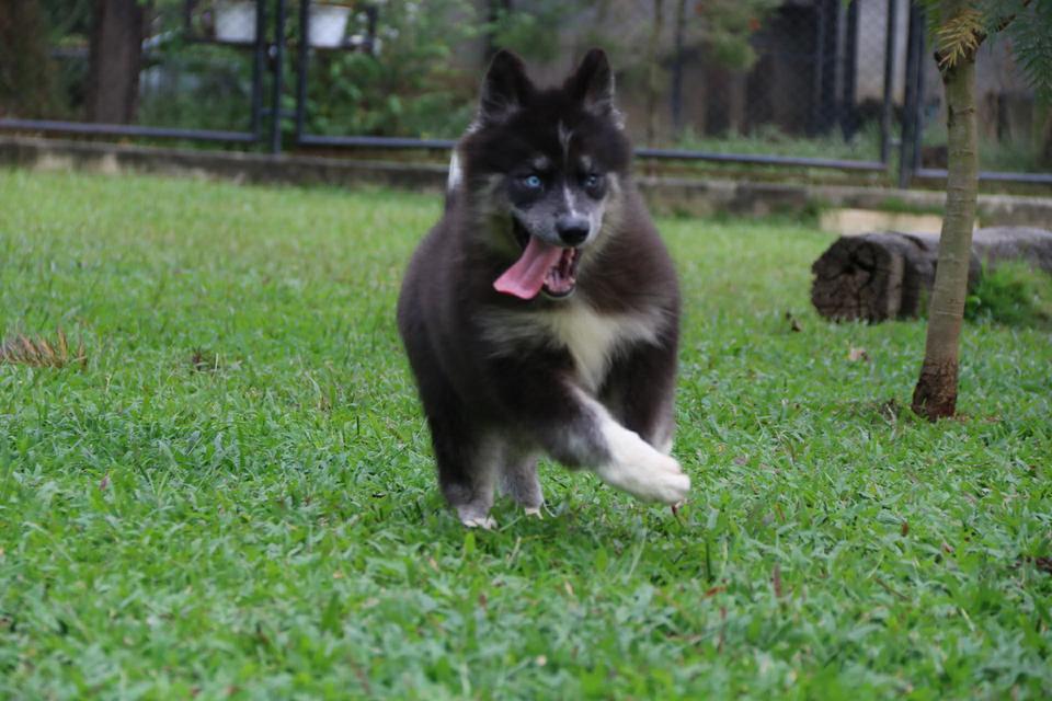 ไซบีเรียนแท้ เพศหญิง ตาสองสี