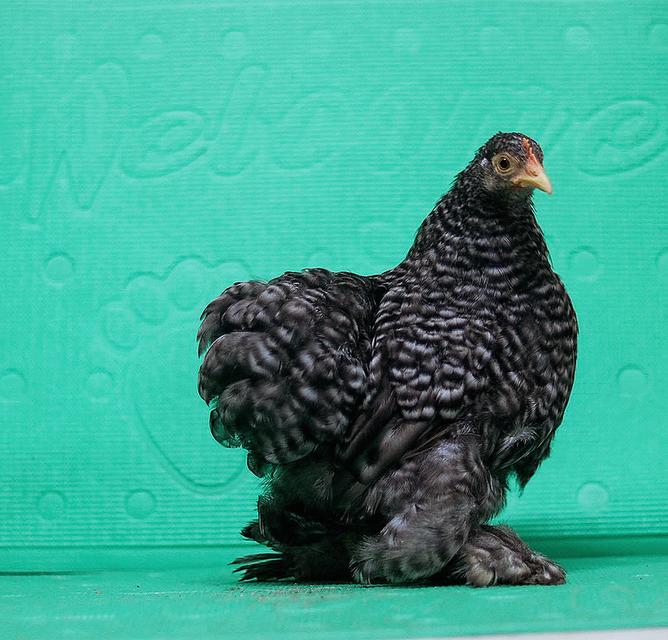 ลูกไก่มินิโคชิน ฟอร์มสวย 4
