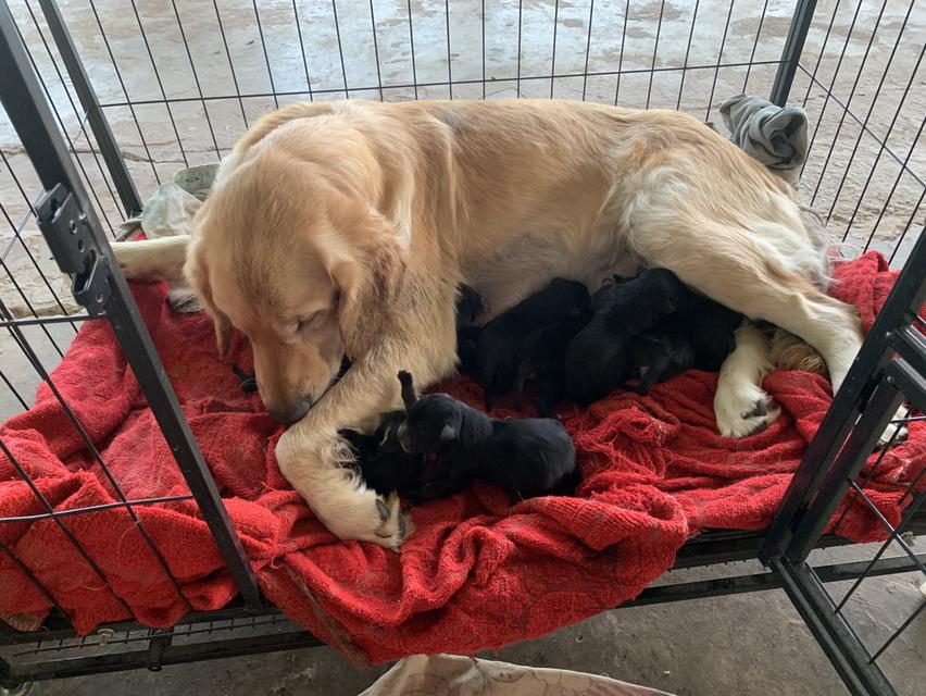 โดเด้นผสมกับลาบาดอร์ รูปที่ 3