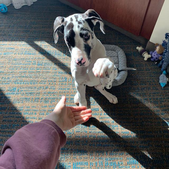 Great Dane Puppies WhatsApp me : +66 63 826 3042 รูปย่อยที่ 2