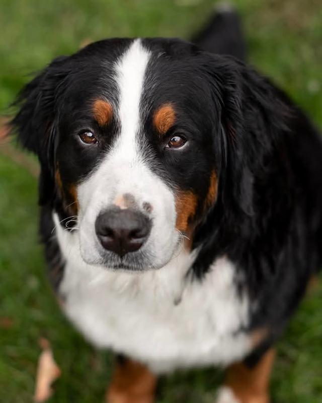 Bernese Mountain Dog พร้อมย้ายบ้าน 2