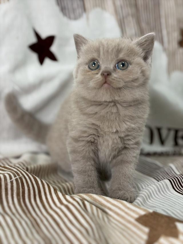 British shothair WCF 8