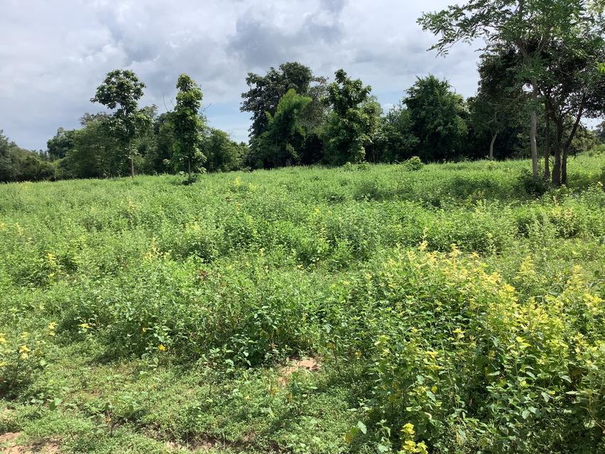 ที่ดินสามชุก บ้านสระ สุพรรณบุรี ใกล้วัดหนองสังข์ทอง ถนน4030 4