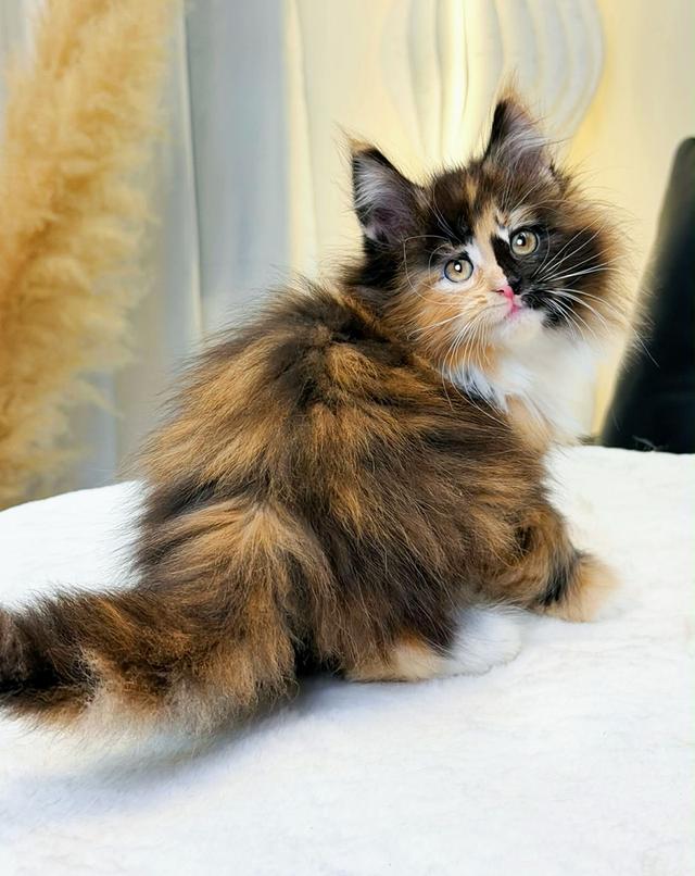 สาวน้อยเมนคูน สามสีสีตอตี้เปรอะสีหายาก รูปที่ 3