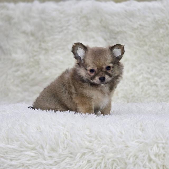 ชิวาวาแท้ ขนยาว เพศเมีย พร้อมย้ายบ้าน 6