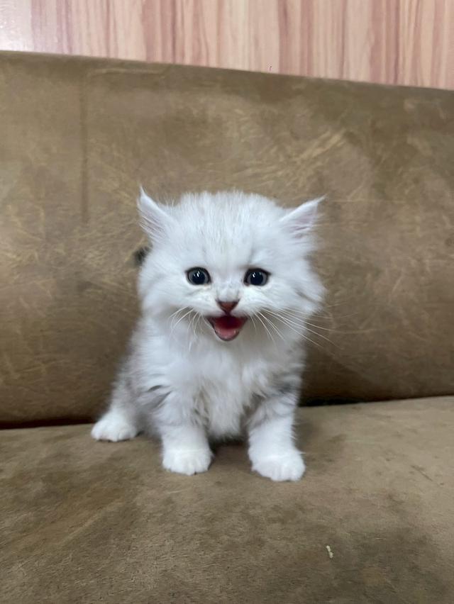 ลูกแมวบริติช