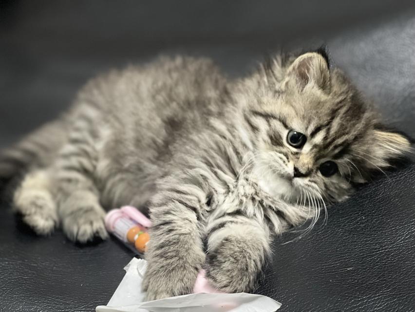 แมวเสือ(หญิง)เกิด 19/9/68 11