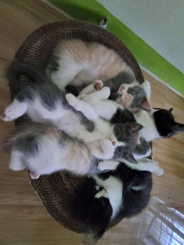 ลูกแมวบริติช 4