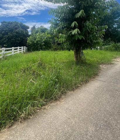 ขายที่ดิน 65ตรว. ลดเหลือ450,000บาท ฟรีโอน วิวเขา ถนนคอนกรีต น้ำประปา ไฟฟ้า ใกล้ถนนสันกำแพง-แม่ออน ต.ออนใต้ อ.สันกำแพง เช 3