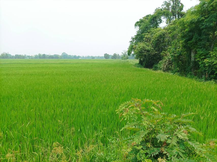 ขายที่ดิน ราคา8,000บาท/ตร.ว. ต.สง่าบ้าน อ.ดอยสะเก็ด จ.เชียงใหม่ 1