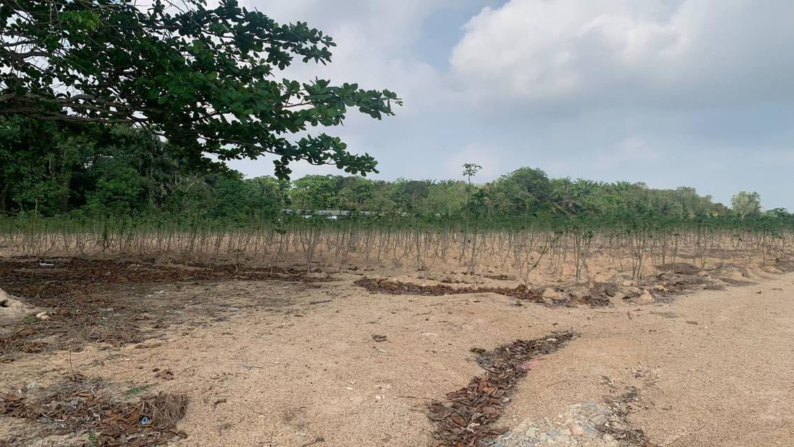 Land for Sale – Pluak Daeng, Rayong, Thailand 3