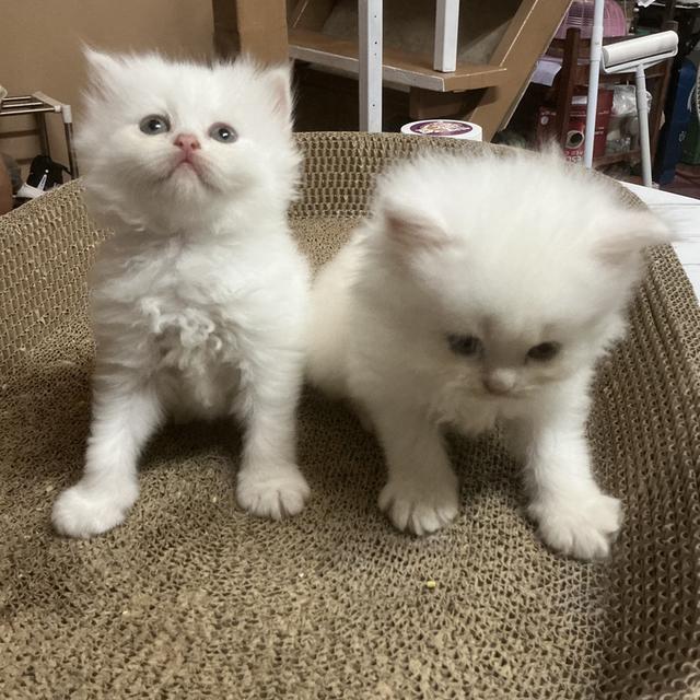 ลูกแมวเปอร์เซียขาวแท้สายตรง รูปที่ 9
