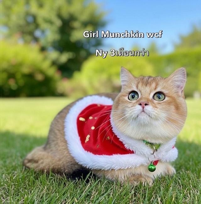 แมวมันช์กิ้น รวมเด้กมันช์กิ้นขาสั้น ชาย หญิง