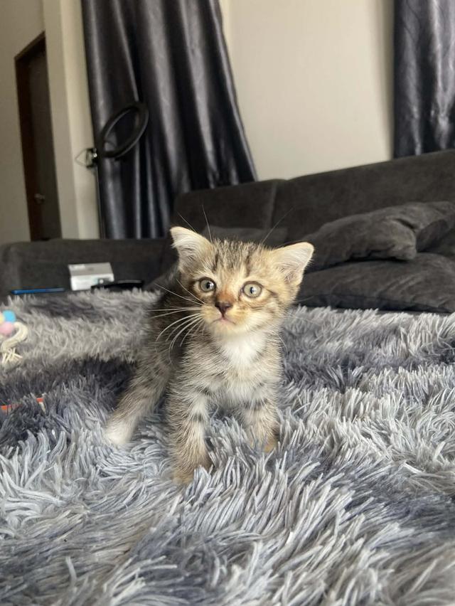 แมวพันธุ์มันช์กิ้นขายาว ชาย รูปที่ 2