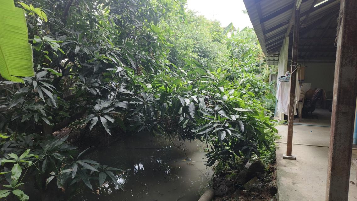ขายบ้านกลางเมือง ร่มรื่น อากาศดี 9