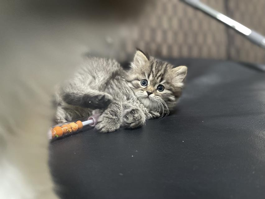 แมวเสือ(หญิง)เกิด 19/9/68