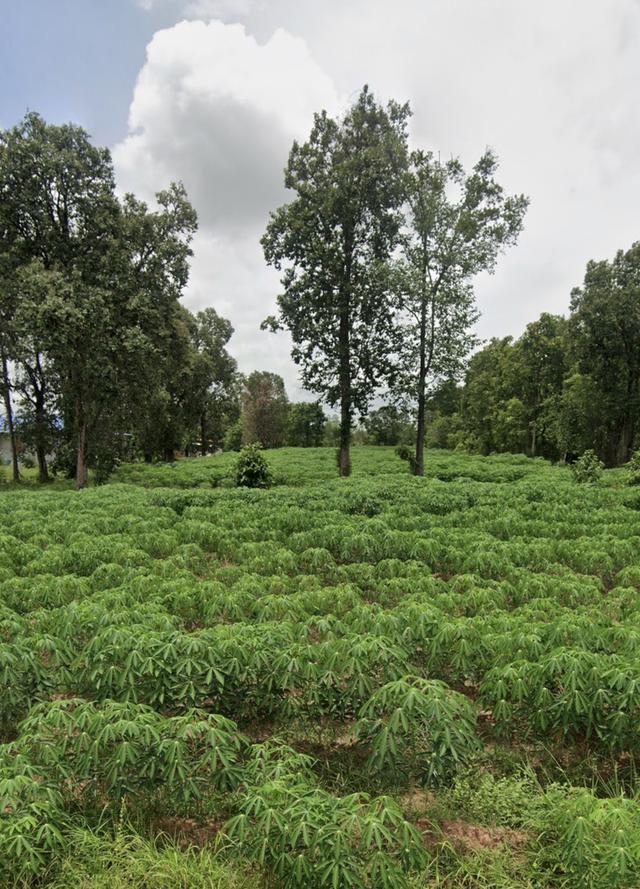 ที่ดิน ต.พรานกระต่าย อ.พรานกระต่าย จ.กำแพงเพชร 2