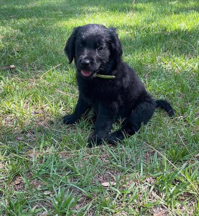 ขายน้องหมา Black Golden Retriever ราคาดีมาก 4