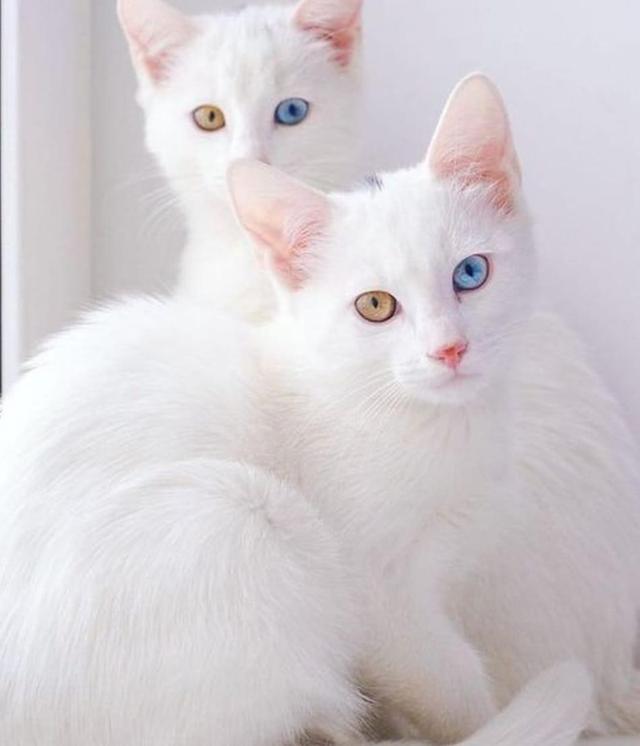 หาบ้านใหม่น้องแมวขาวมณีเป็นแมวมงคล 3