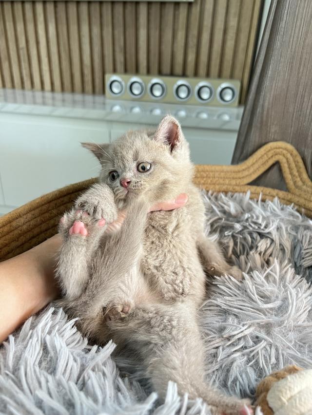 ลูกแมว บริติช ช็อตแฮร์ ใบเพ็ดนอกWCF(British Shorthair) 12