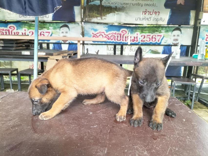 สัตว์ 5