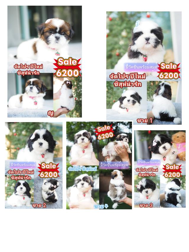 สัตว์เลี้ยง ชิสุ สุนัข 9