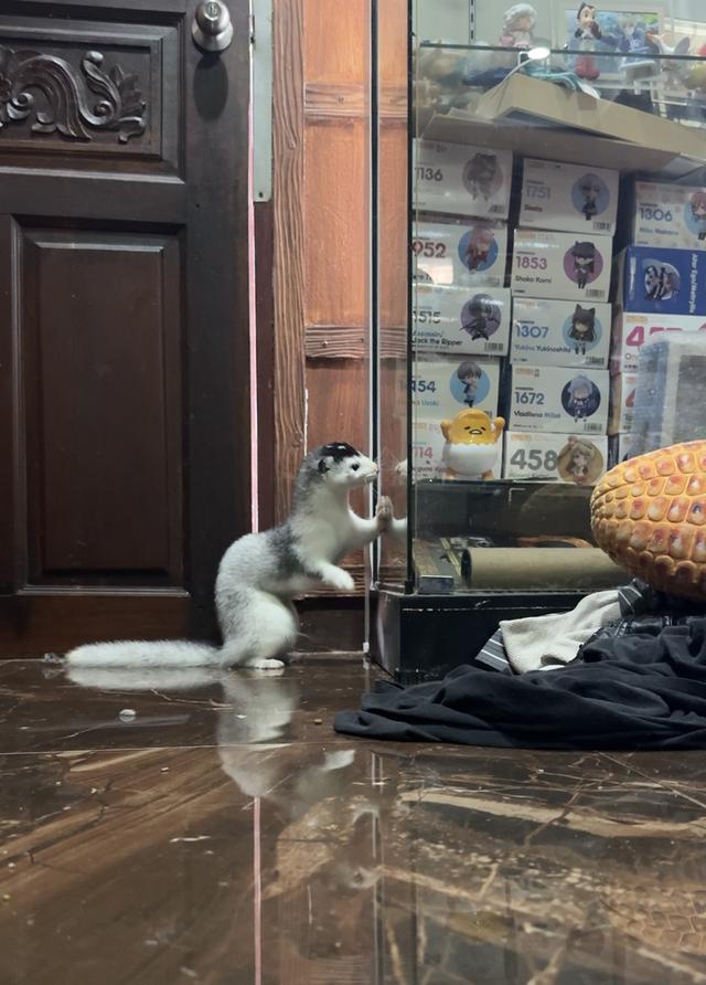 มิ้งค์ สีSnow silver เพศผู้ 6เดือน 3