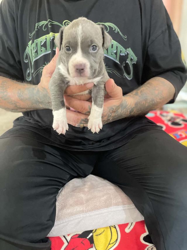 American Pitbull bruno