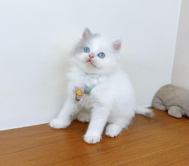 แมวสก๊อตติสโฟร์ น่ารัก นิสัยดีมาก รูปย่อยที่ 4