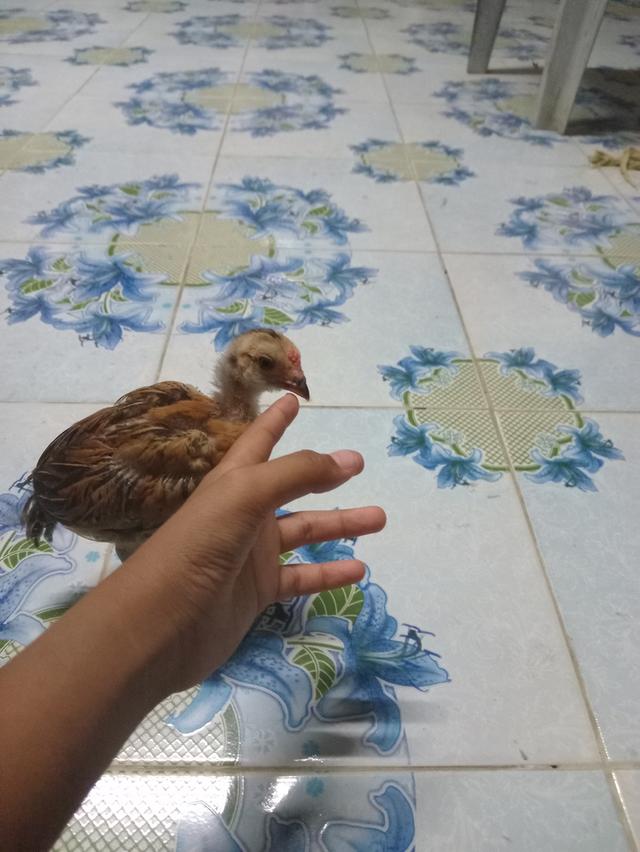ไก่ชน+เยียร์ที่ดีที่สุดดดด