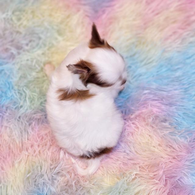 น้องพอใจชิวาวาแท้ขนยาวพร้อมแสบแล้วจ้า 5