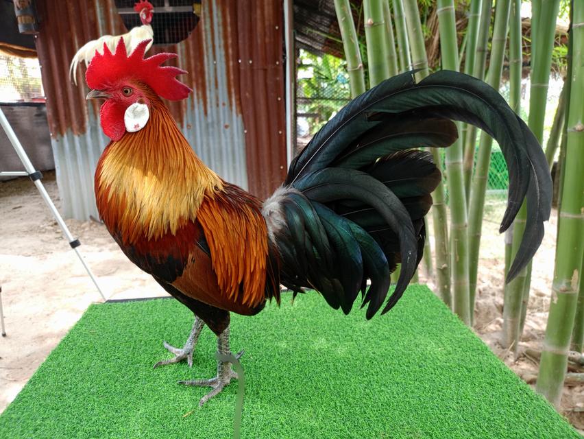 รัฐชนาวีฟาร์ม อนุรักษ์ไก่ต่อไทย