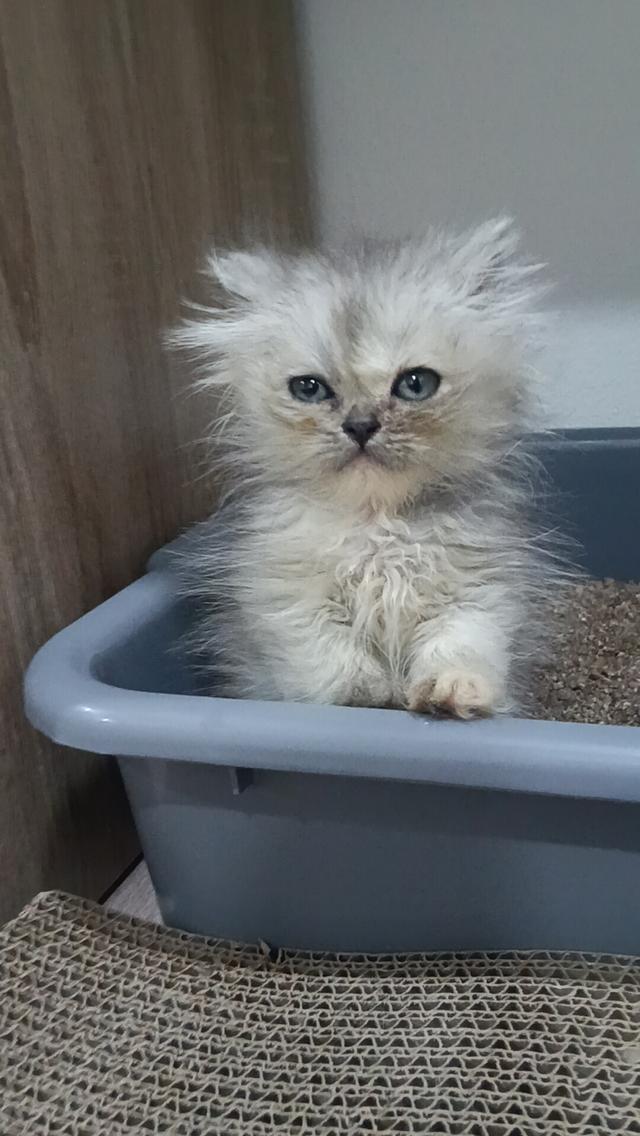 ลูกแมวเปอร์เซีย แท้ๆๆ นนทบุรี รูปที่ 6