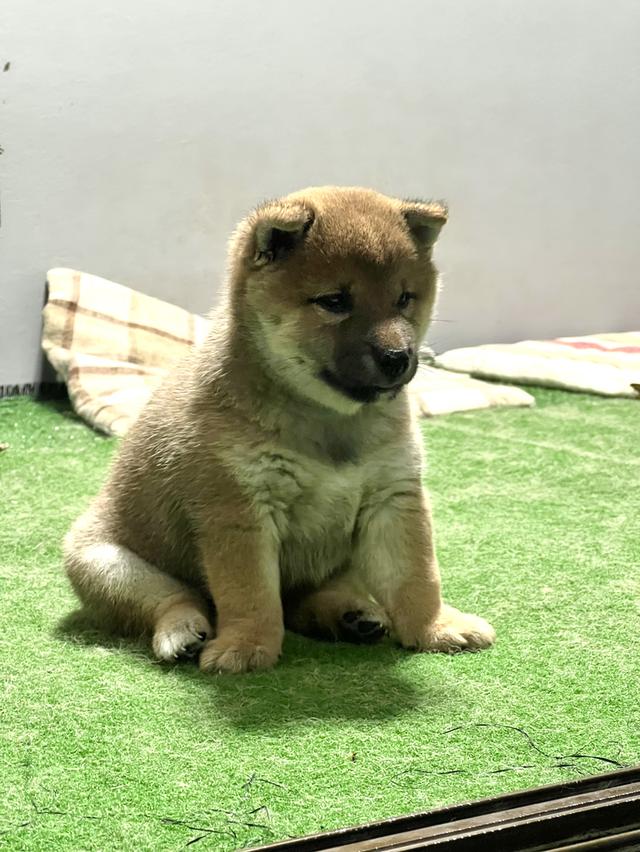 ลูกสุนัข ชิบะ SHIBA เพศเมีย มีใบเพดดีกรี