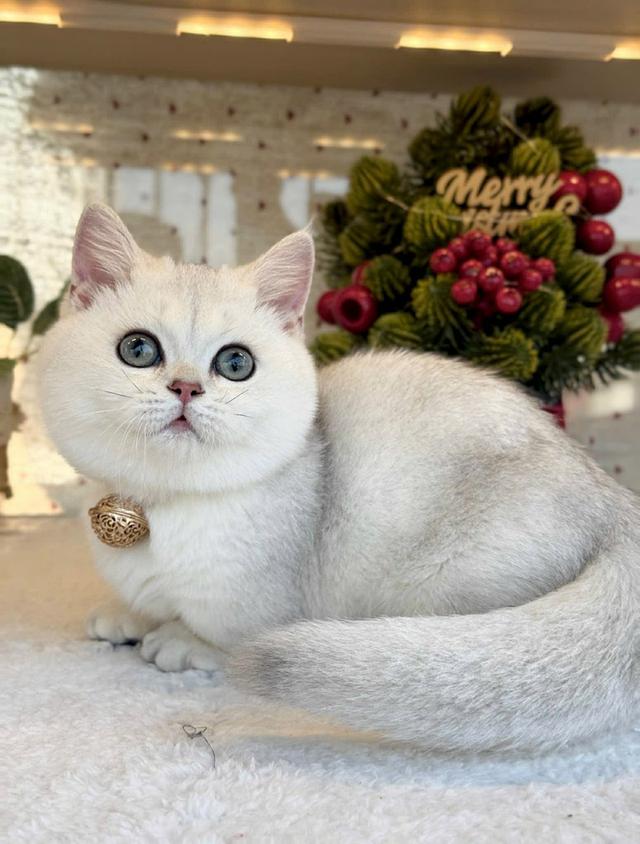 แมวมันช์กิ้น เด็กชายns 7