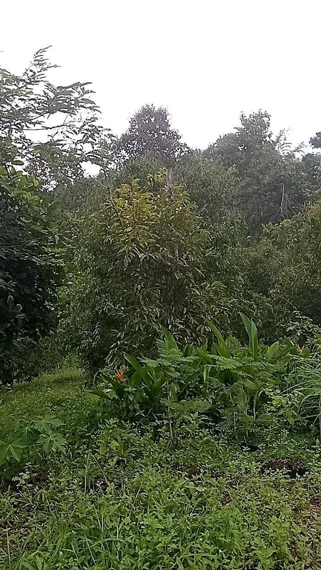 ที่ดินทองผาภูมิ 12