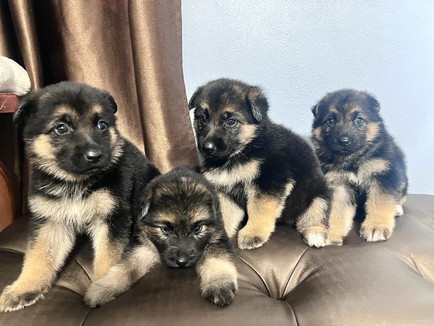 สุนัขพันธุ์เยอรมันเชพเพิร์ด รูปที่ 3