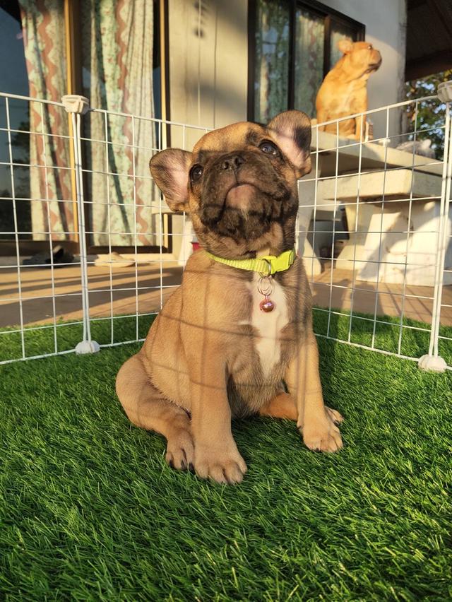 Frenchbulldog : สีฟอว์นหน้าดำ รูปย่อยที่ 3