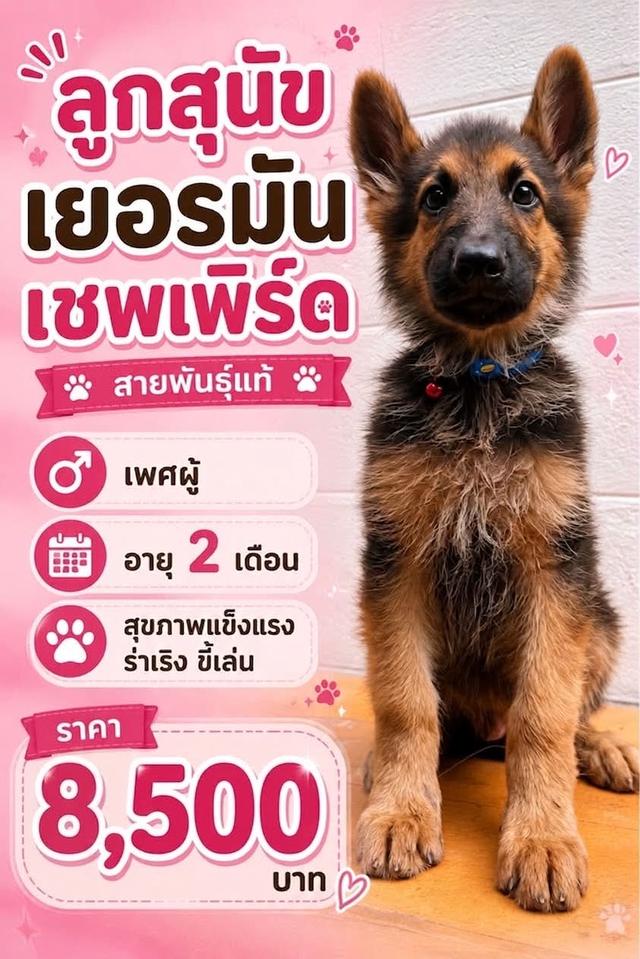 ลูกสุนัขเยอรมันเชฟเพิร์ด เพศผู้ อายุ 2 เดือน พันธ์แท้