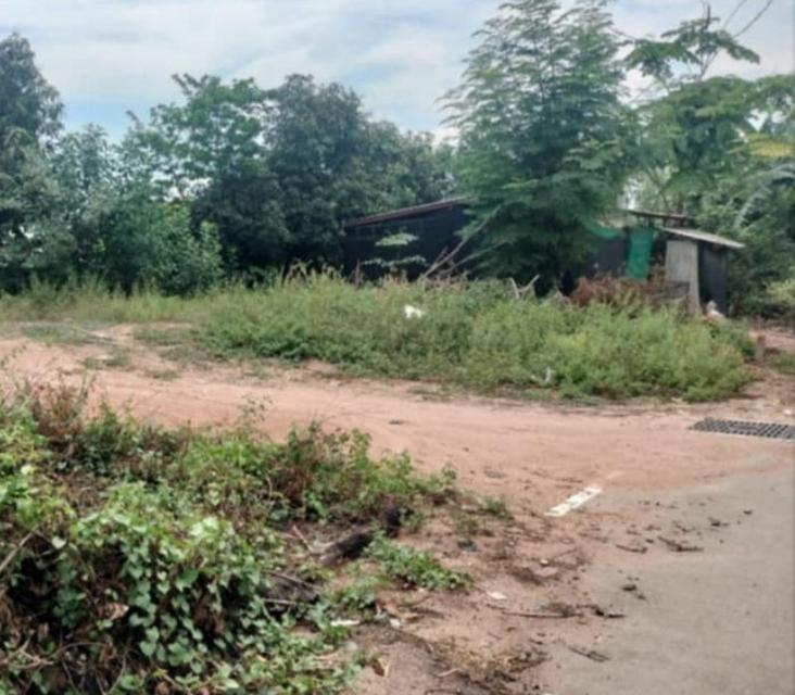 ขายที่ดินพัทยา หนองปรือ 115 ตรว. ซอยหนองไม้แก่น15 ใกล้อ่างเก็บน้ำมาบประชัน-2กม.อ.บางละมุง ชลบุรี 2